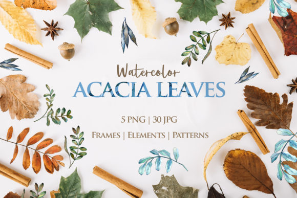 Acacia Leaves Watercolor Illustrations