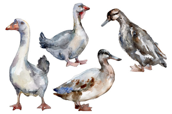 Agriculture Goose, Duck Watercolor