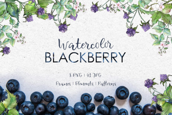 Blackberry Watercolor Illustrations