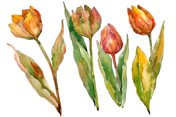 Colorful Autumn Tulips Watercolor Set and Illustrations