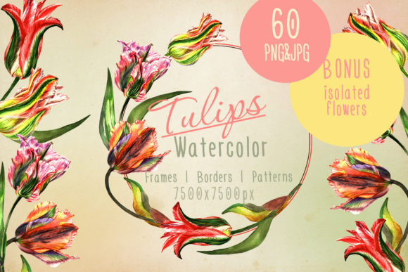 Colorful Tulips Watercolor Set and Illustrations