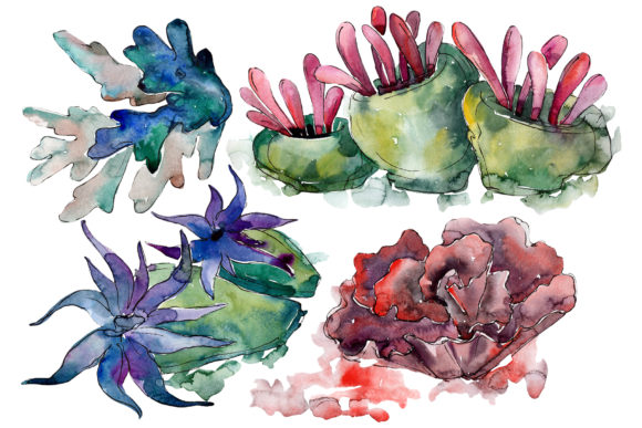 Corals for Happiness Watercolor Illustrations
