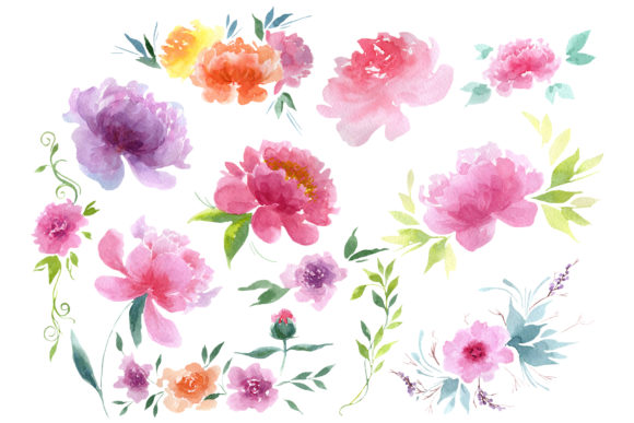 Delicate Colorful Peony Watercolor Set Illustrations