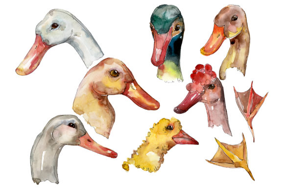 Farm Animals Duck Head Watercolor Illustrations