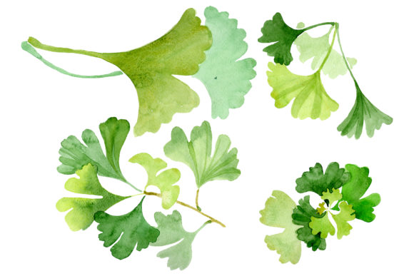 Ginkgo Biloba Plain Green Watercolor Illustrations