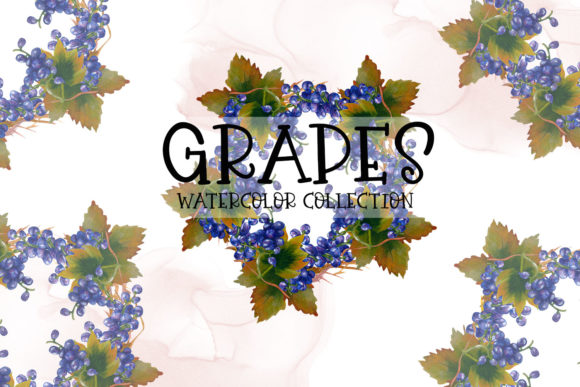 Grapes Watercolor Collection & Illustrations
