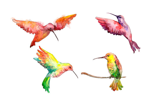 Hummingbird Bird Family Watercolor Illustrations