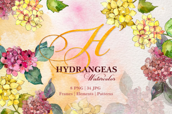 Hydrangeas Yellow-pink Watercolor Illustrations