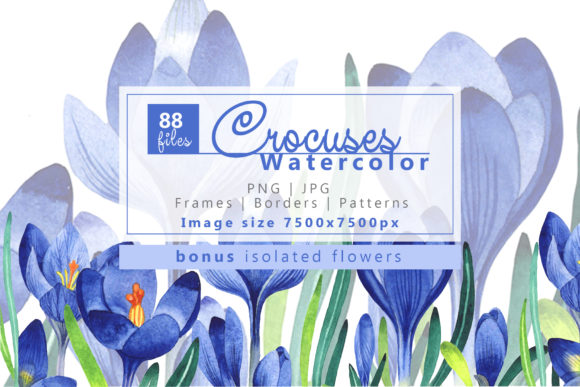 Light Blue Crocuses Watercolor Set and Illustrations