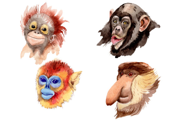Primates Watercolor Illustrations