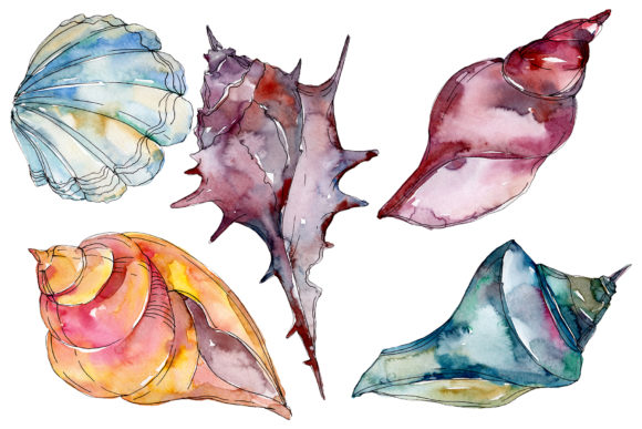 Sea Shells Watercolor Illustrations