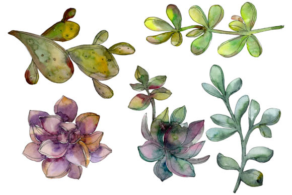 Succulents Watercolor Illustrations