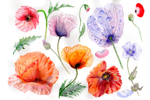 Sweet Flowers Colorful Poppy Watercolor Set and Illustrations