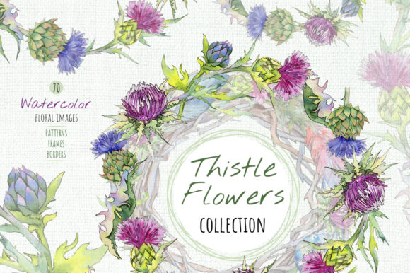 Thistle Flowers Collection Watercolor Set and Illustrations